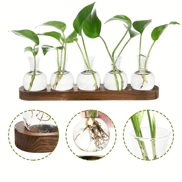 Glass Terrarium Kit | DIY Propagation Station with Wooden Tray