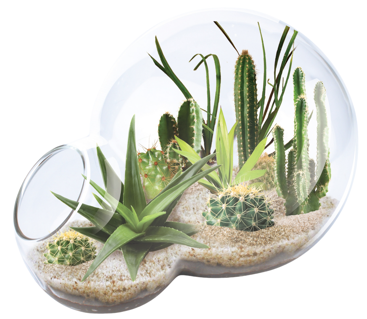Desert Escape Growarium - Low-Maintenance Succulent Kit | New Maker Forge